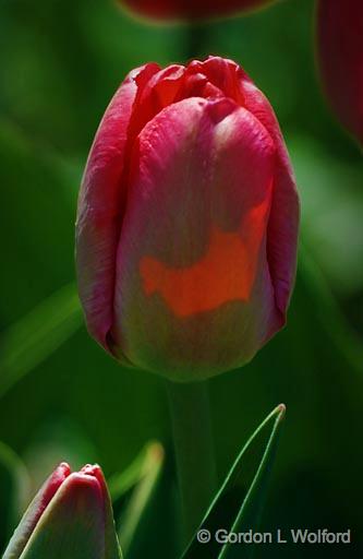Red Tulips_48118-9.jpg - Two shots, each with a different focus point, blended with Photoshop CS4's 'Auto-Blend Layers' command.Photographed in Ottawa, Ontario - the Capital of Canada.